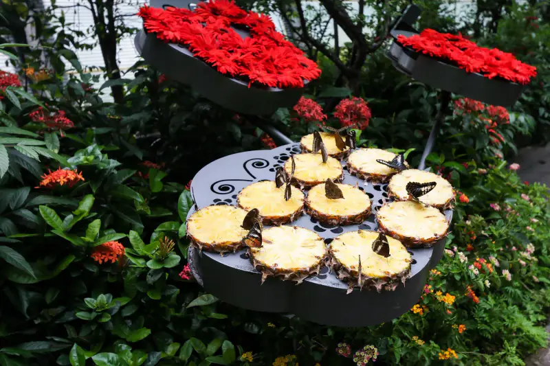 Butterfly Garden - ảnh 5