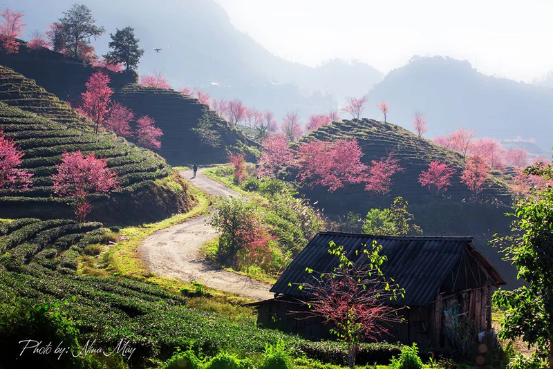 Đồi chè Ô Quý Hồ - ảnh 5