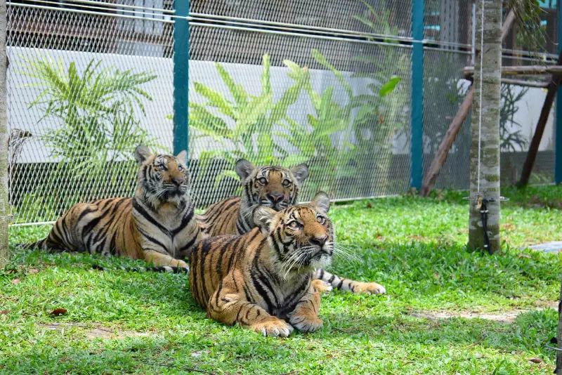 Công viên Tiger Park Pattaya - ảnh 2