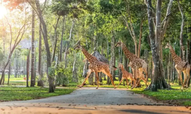 Safari Cafe - ảnh 3