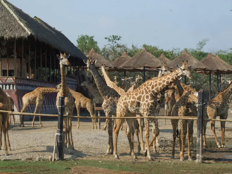 Vườn thú Safari World Thái Lan - ảnh 8