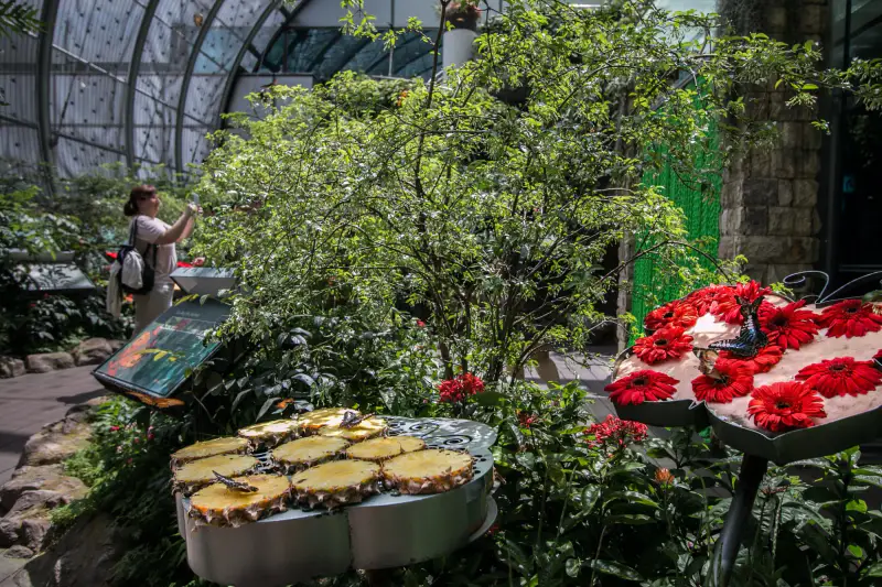 Butterfly Garden - ảnh 7