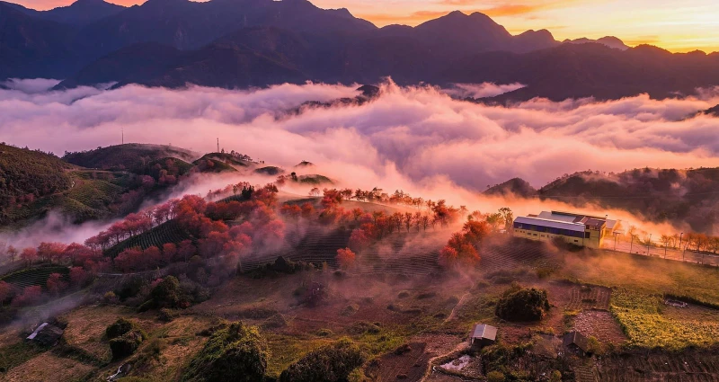 Đồi chè Ô Quý Hồ - ảnh 3