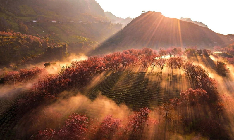 Đồi chè Ô Quý Hồ - ảnh 4