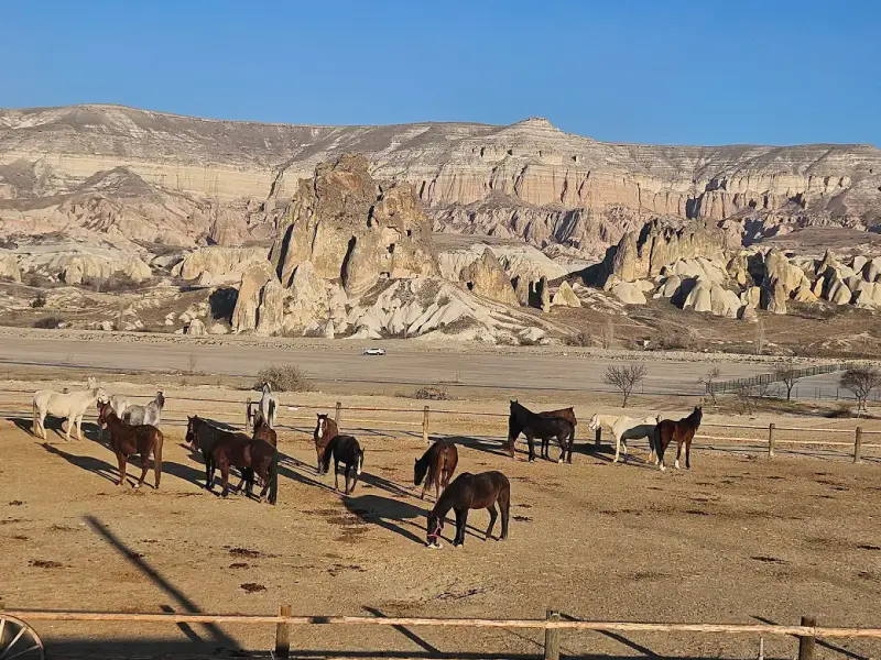 Moonlight Horse Ranch - ảnh 5