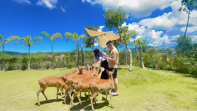 Làng Thỏ Little Hobbiton - ảnh 6