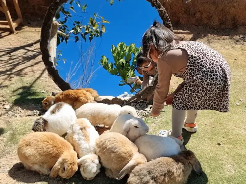 Làng Thỏ Little Hobbiton - ảnh 5