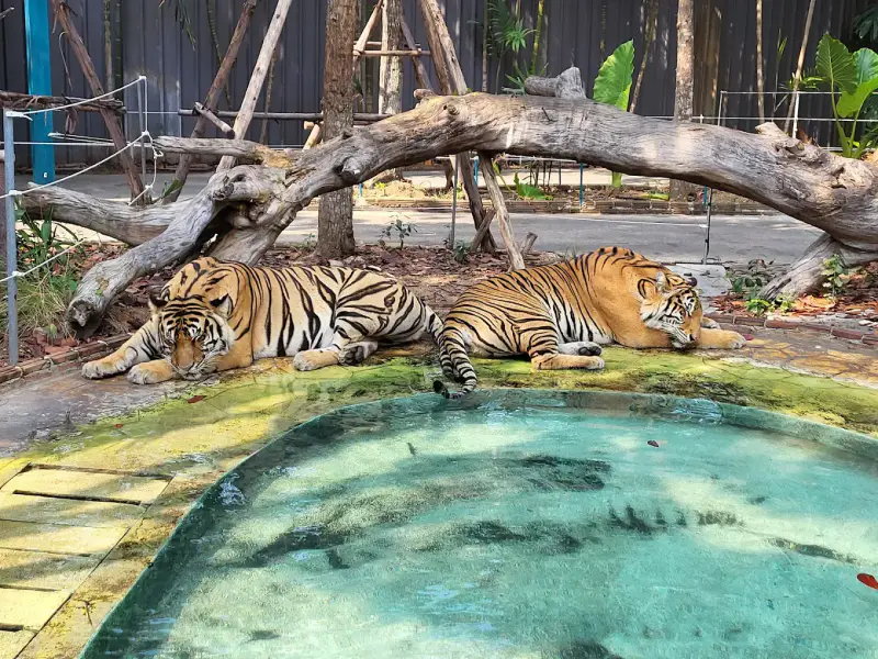 Công viên Tiger Park Pattaya - ảnh 5
