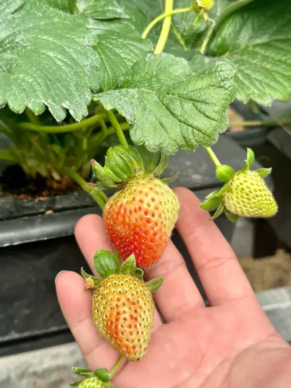 Biofresh Farm Đà Lạt - ảnh 5