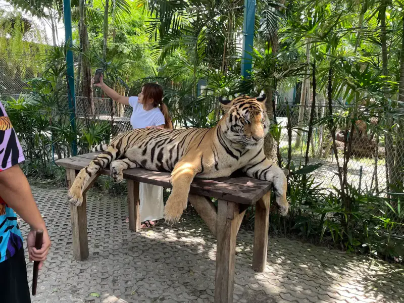 Công viên Tiger Park Pattaya - ảnh 4