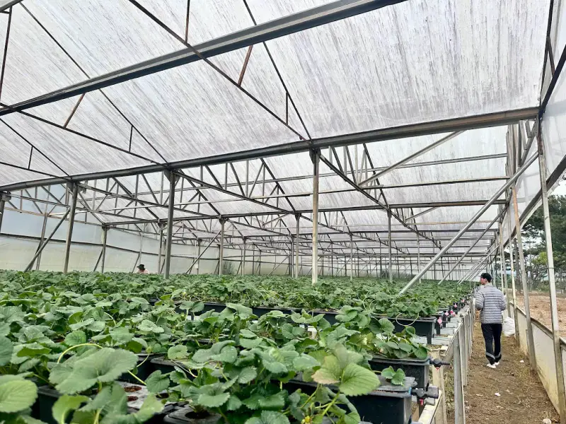 Biofresh Farm Đà Lạt - ảnh 3
