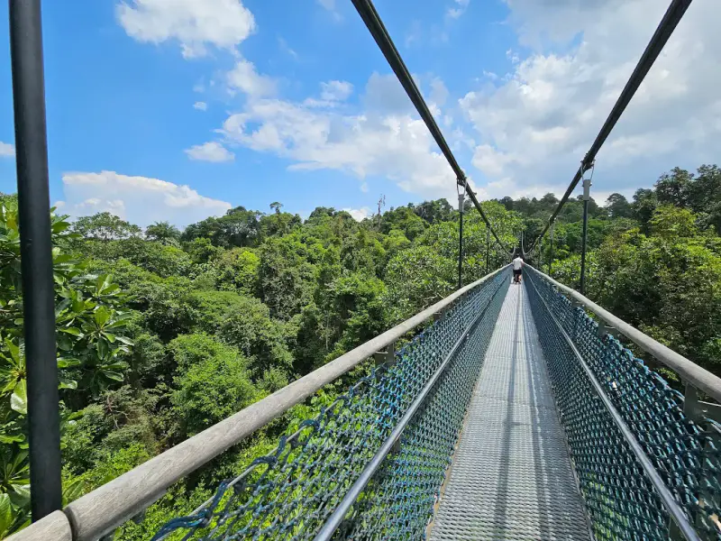 MacRitchie Nature Trail - ảnh 7