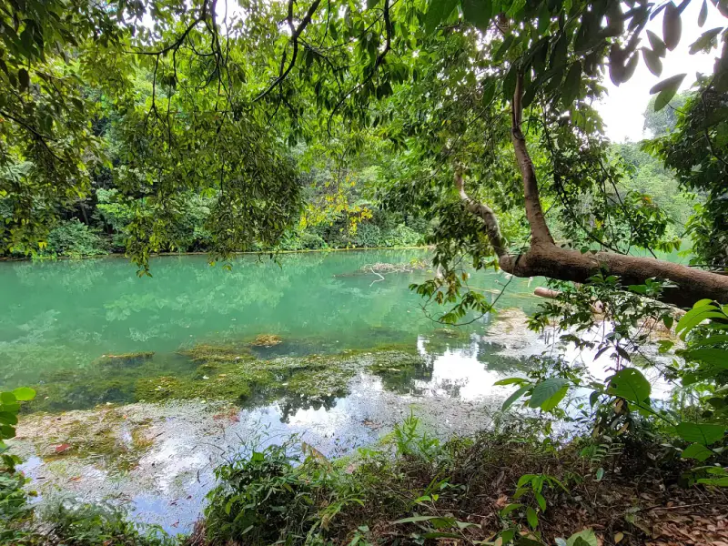 MacRitchie Nature Trail - ảnh 6