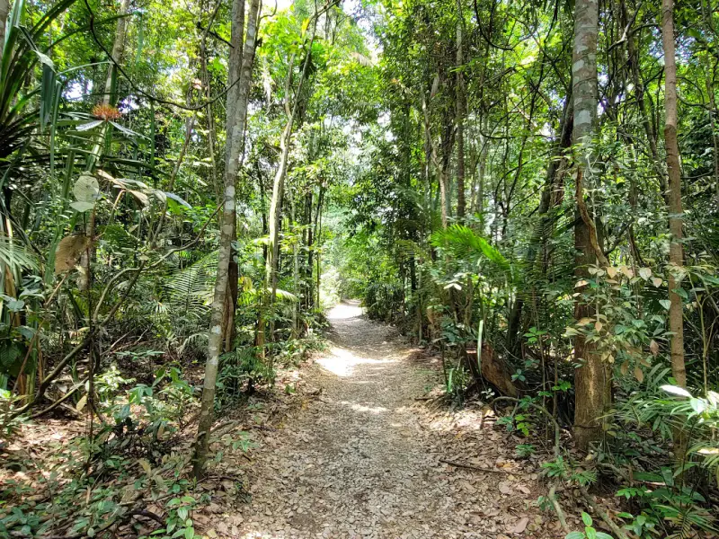 MacRitchie Nature Trail - ảnh 5