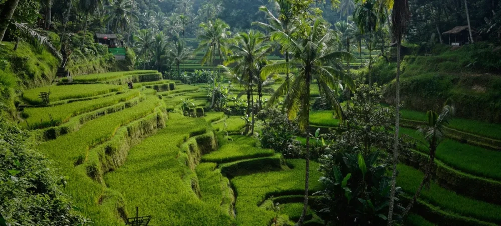 Bali